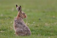 Brown Hare 6